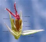  Spikelet (opened)